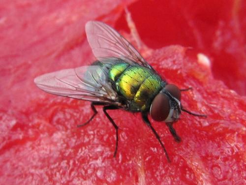 Réf. 53 101 : Lucilia sericata