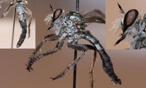 Réf. 53 361 : Neoepitriptus setosulus