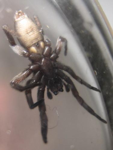 Scotophaeus sp.