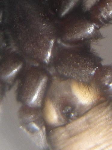 Scotophaeus sp.