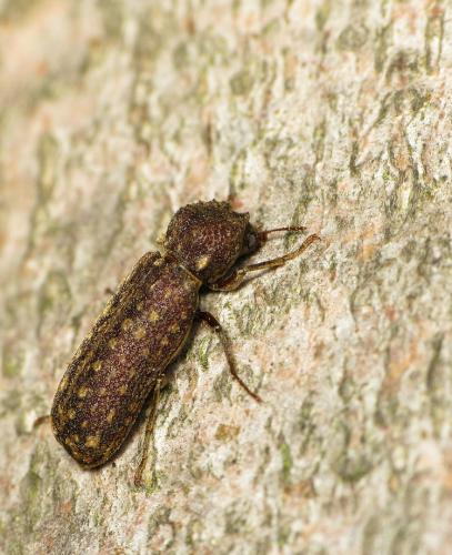 Lichenophanes varius