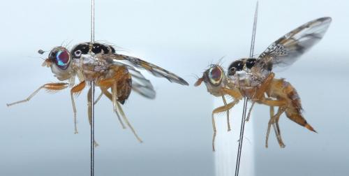 Réf. 53 664 : Ceratitis capitata
