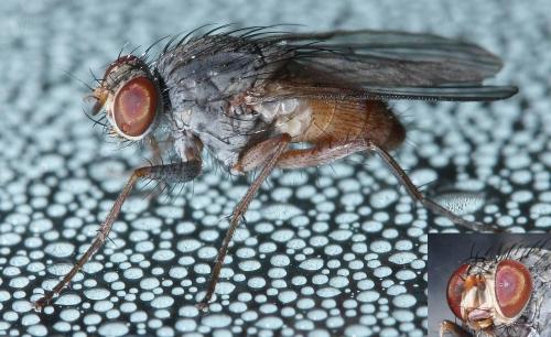 Réf. 53 665 : Lispocephala brachialis
