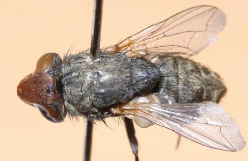 Réf. 53 797 : Miltogramma punctata