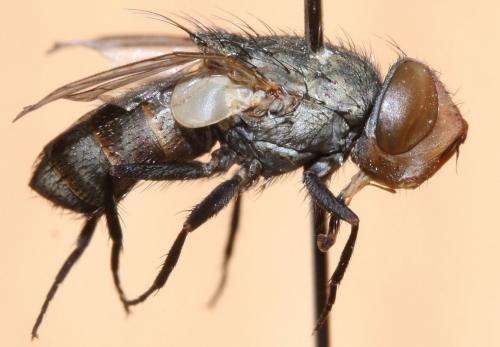 Réf. 53 798 : Miltogramma punctata