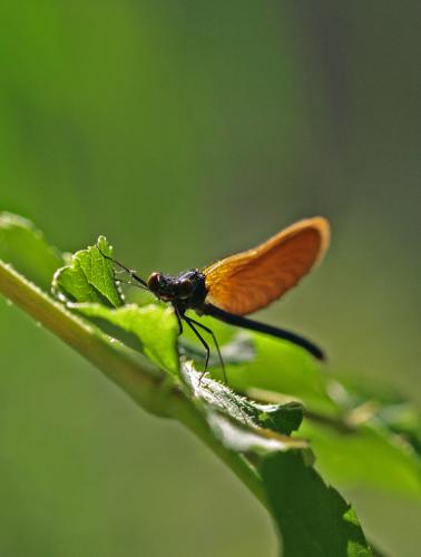 Calopteryx virgo