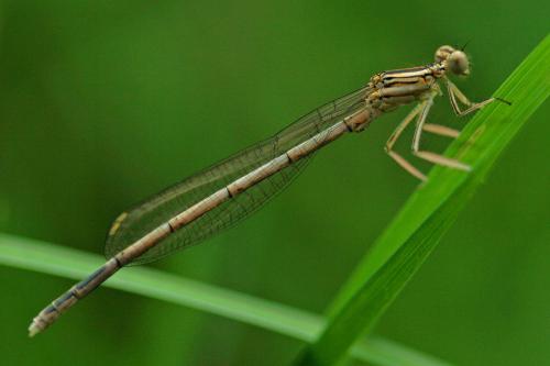 Réf. 53 374 : Platycnemis sp.