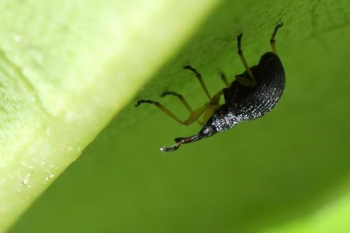 Protapion fulvipes