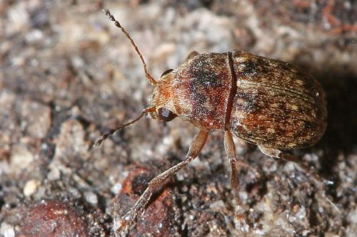 Araecerus fasciculatus