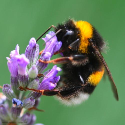 Réf. 53 689 : Bombus sp.