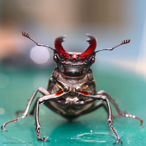 Réf. 53 688 : Lucanus cervus