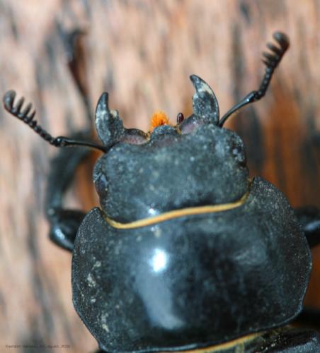 Lucanus cervus