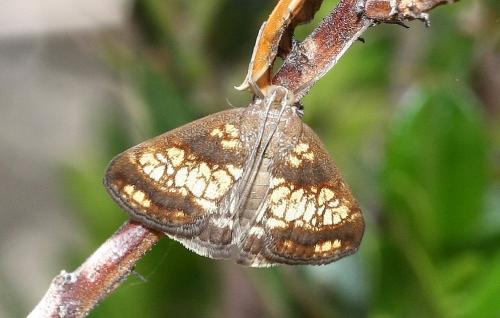 Evergestis sp.