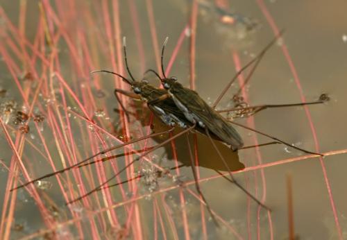 Gerris sp.