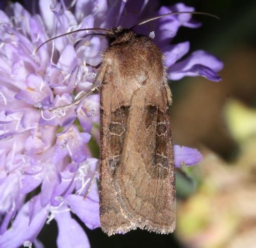 Réf. 53 315 : Chersotis cuprea