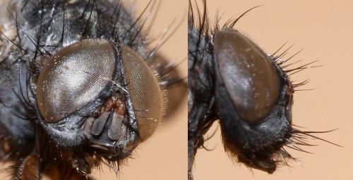 Réf. 53 012 : Phaonia bitincta