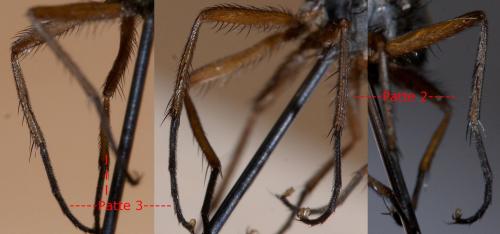 Réf. 53 013 : Phaonia bitincta