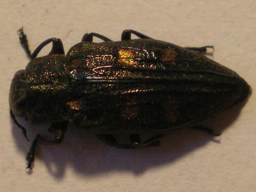 Réf. 53 935 : Chrysobothris chrysostigma