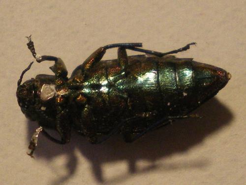 Chrysobothris chrysostigma
