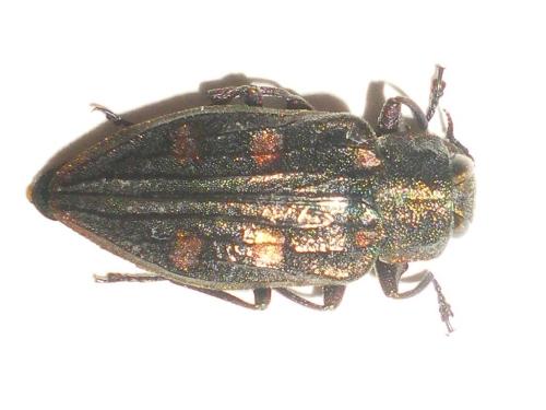 Chrysobothris chrysostigma