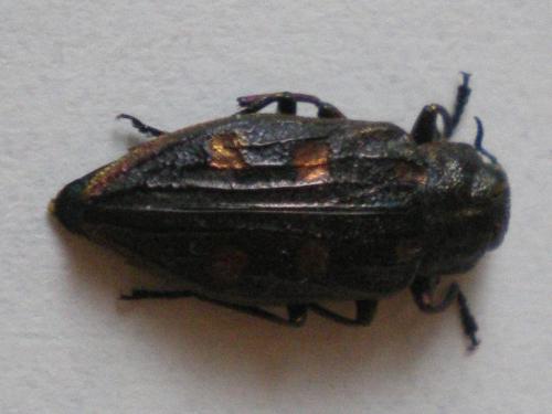 Chrysobothris chrysostigma