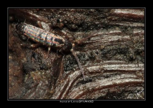 Tomocerus minor