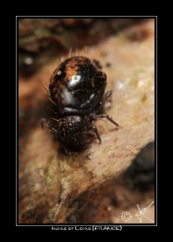 Allacma fusca