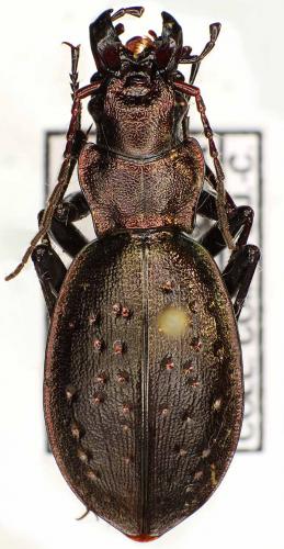 Réf. 53 053 : Carabus irregularis