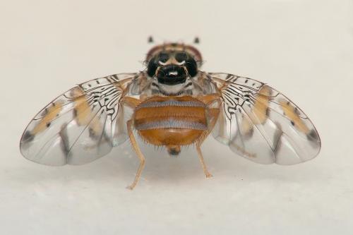 Réf. 53 656 : Ceratitis capitata
