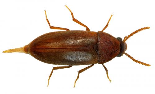 Réf. 53 508 : Abdera affinis