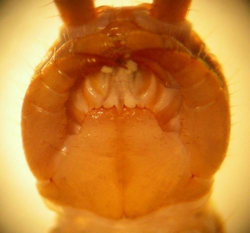 Réf. 53 114 : Lithobius dentatus