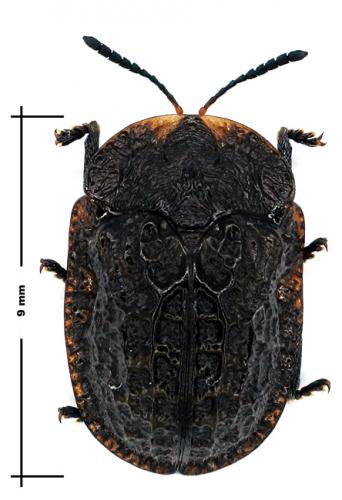 Laccoptera cicatricosa