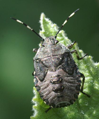 Réf. 53 571 : Rhaphigaster nebulosa