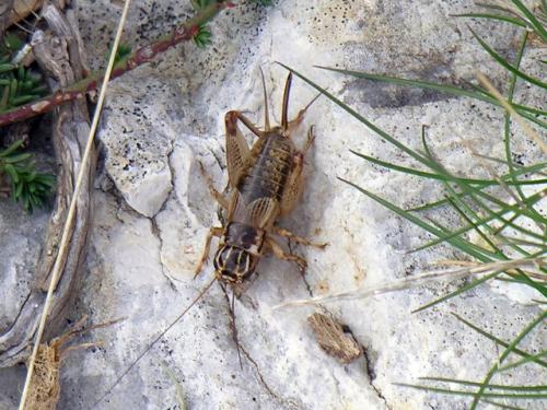 Réf. 53 126 : Eugryllodes pipiens