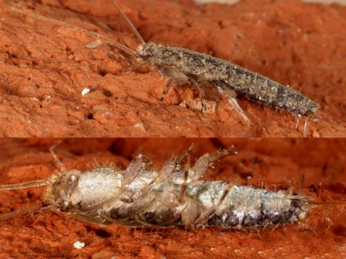 Ctenolepisma sp.
