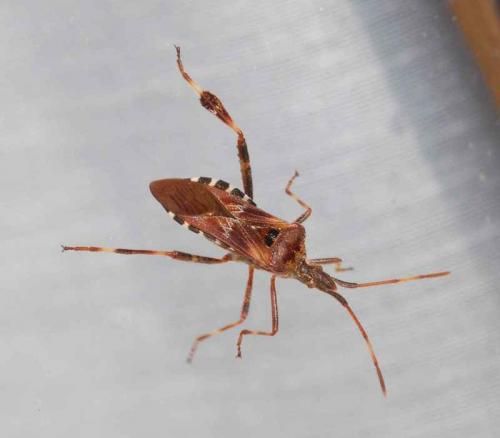 Leptoglossus occidentalis