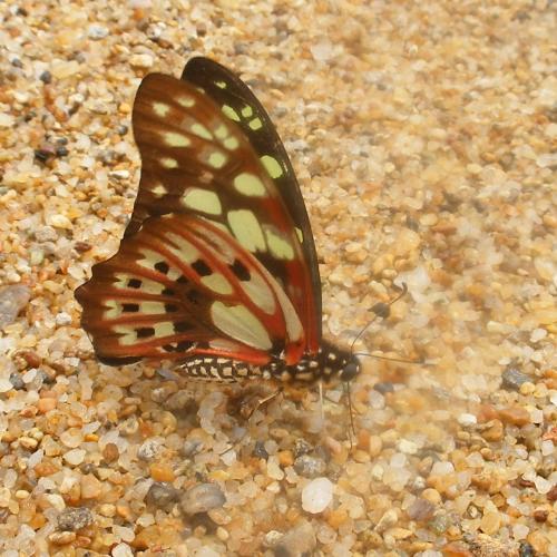 Réf. 53 788 : Graphium cyrnus
