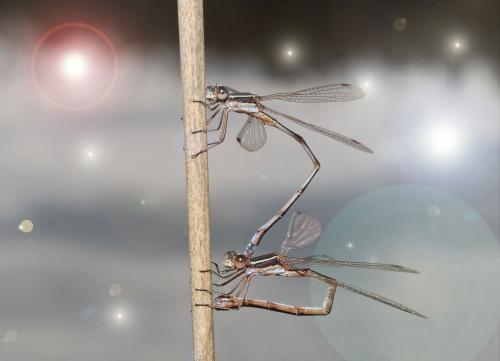 Lestes sp.