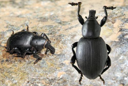 Réf. 53 276 : Liparus dirus
