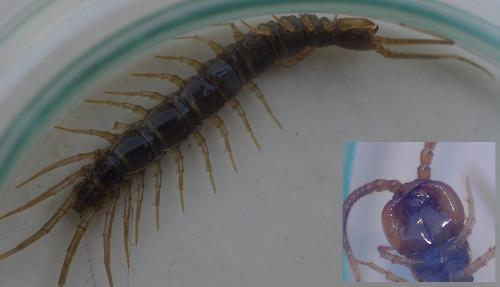Lithobius forficatus