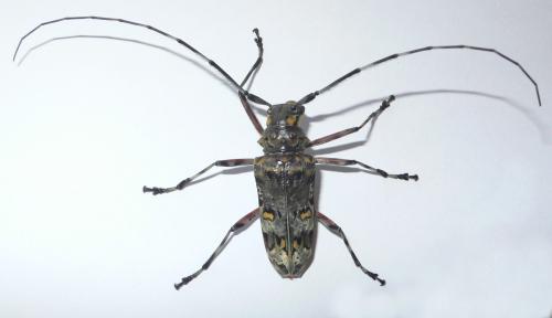 Réf. 53 453 : Macropophora trochlearis