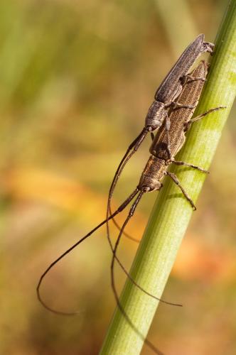 Réf. 53 718 : Calamobius filum