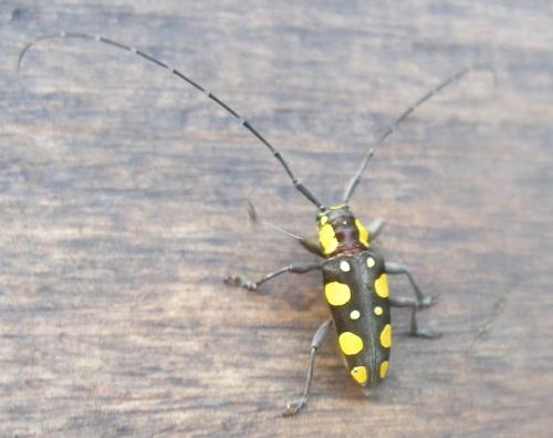 Phymasterna lacteoguttata