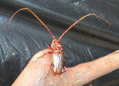 Oxymerus virgatus