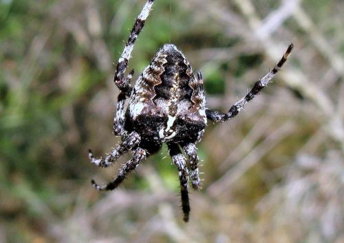 Araneus angulatus