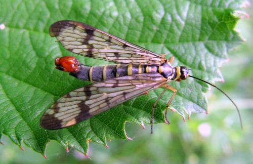 Panorpa communis