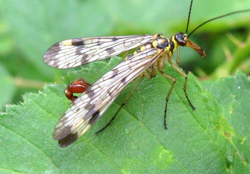 Panorpa communis