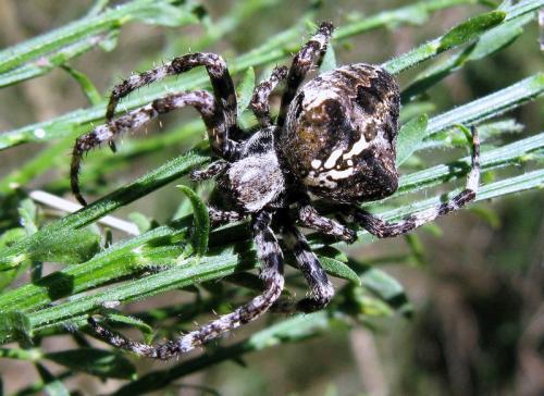 Araneus angulatus