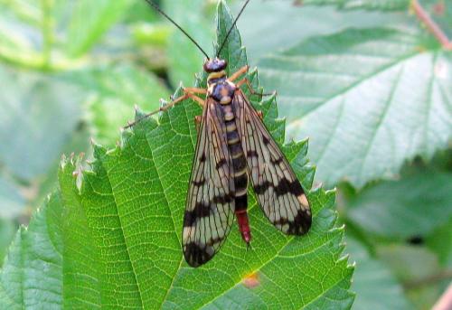 Panorpa communis