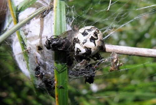 Larinioides cornutus